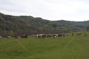 Ursul a atacat din nou la Monor. Fermierii sunt disperaţi