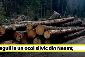 Nereguli la un ocol silvic din Neamţ. Ministrul Mediului, vizită fulger