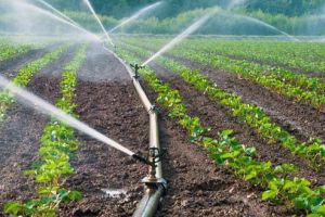 Facilităţi pentru fermieri. Scutiri de taxe la irigaţiile cu apa din subteran, lacuri sau râuri