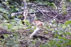 VIDEO Imagini extraordinare cu un râs, filmate în pădurile administrate de Regia Pădurilor Kronstadt