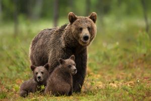 Urşi şi pui de urs au intrat noaptea trecută în  curţile unor case din comuna Voşlăbeni şi Băile Sejke