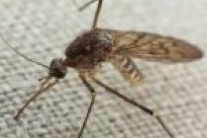 Atenţionare pentru timişoreni: dezinsecţie aeriană peste oraş contra ţânţarilor. Vizaţi sunt în special apicultorii