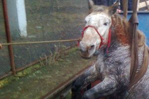 Mânz căzut într-o fosă septică, în Oşorhei, salvat de pompieri