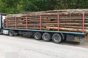 Lemne furate cu camionul din Agnita – Amendă usturătoare pentru hoţ