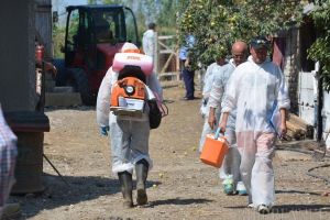 După ce aproape doi ani a făcut ravagii în gospodăriile bihorenilor, pesta porcină africană a fost limitată la un singur focar