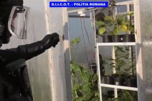 Retinuti pentru trafic de droguri de risc. Ce s-a descoperit in urma perchezitiilor (galerie foto+video) 