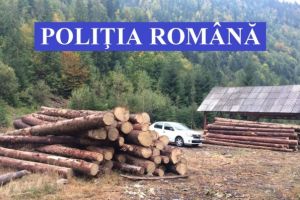 Amenzi de peste 70.000 lei, lemne confiscate după o razie a poliţiştilor în judeţul Cluj