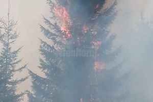 Brazi care ard ca lumânările, într-un puternic incendiu de vegetaţie la Izvoarele Sucevei