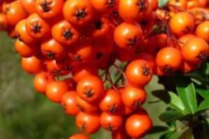 ”Ginsengul românesc” îi îmbogăţeşte pe agricultori şi are beneficii extraordinare pentru sănătate