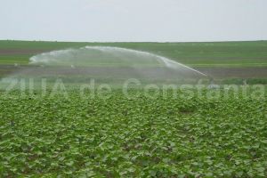 In Dobrogea se mai iriga doar 4500 de ha. Dupa 30 de ani, doar 1% din suprafata irigata mai are sistemul de irigatii functional