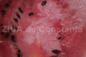 Nu mai arunca niciodata semintele de pepene. Ce beneficii importante au