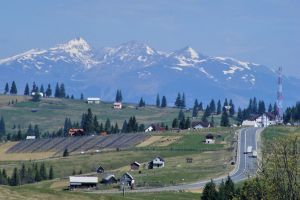 Munţii Bârgăului vă aşteaptă cu tot cu frumoasele lor genţiene (FOTO)