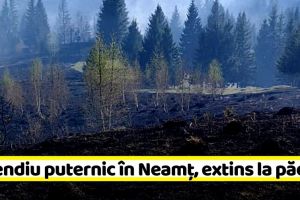 Incendiu puternic în Neamţ, extins la pădure! Ard 50 de hectare (FOTO)