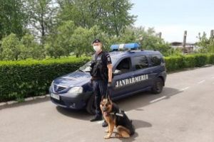 Fotografia zilei: Sama, partenerul de încredere al jandarmilor băimăreni