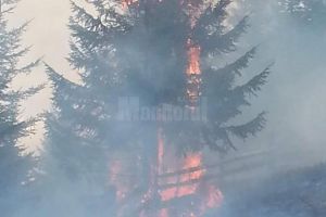 Brazi care ard ca lumânările, într-un puternic incendiu de vegetaţie la Izvoarele Sucevei