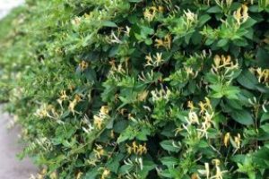 Remediul de pe gard: Iată DE CE locuitorii din Covasna ar trebui să aibă caprifoi în grădină şi CE probleme de sănătate rezolvă această plantă