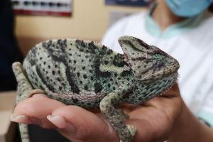 FOTO. Pacient de doar 40 de grame, operat de urgenţă la un cabinet din Satu Mare