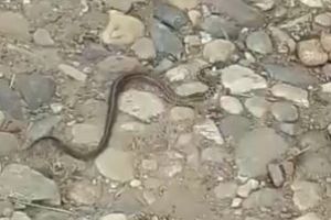 Atenţie la şerpi! Începe sezonul de împerechere şi sunt agresivi. Șarpe fotografiat de un cuplu de băimăreni pe strada Grigore Ureche