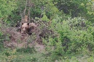 Ursoaică având doi pui prinsă într-o capcană întinsă de braconieri, salvată de autorităţile de mediu (FOTO)