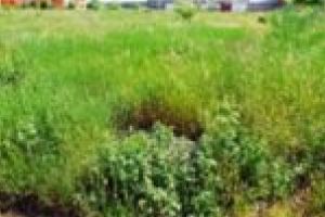 Proprietăţile la control! Municipalitatea verifică terenurile abandonate sau neîngrijite