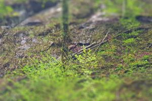 Fotografii rare: O capră neagră, surprinsă în Parcul Natural Apuseni (FOTO)