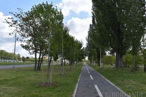 Socoteala verde: În ultimii 12 ani, Primăria Oradea a plantat 26.000 de arbori şi a pus la pământ aproape 8.000