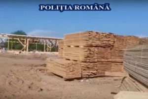 UPDATE VIDEO| Șase suspecţi REȚINUȚI în urma PERCHEZIȚIILOR la persoane bănuite de tăiere ilegală şi furt de arbori. S-a aplicat sechestru pe 4 terenuri şi un autoturism de lux