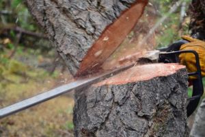 Șase persoane reţinute după percheziţiile de marţi de la Sibiu, pentru tăieri ilegale de arbori