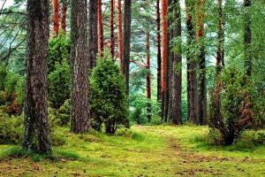 UDMR propune acordarea unui ajutor de stat pentru proprietarii de terenuri forestiere afectaţi de calamităţi naturale