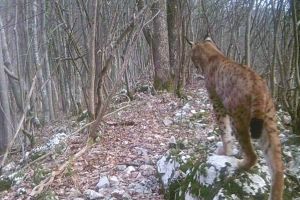 VIDEO. Cea mai mare felină din Europa, surprinsă în Munţii Banatului, de camerele de monitorizare