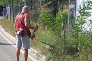 Primăria Timişoara, luată prin surprindere de ambrozie şi în 2020. Se anunţă erbicidare, dar încă nu avem contracte pentru aşa ceva