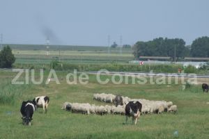 Institutul de Cercetare Dezvoltare pentru Cresterea Ovinelor si Caprinelor Palas a cumparat ingrasaminte chimice (document)