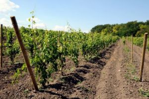 Probleme in vinificatie?  Plantatii de vita de vie si o crama, detinute de o firma din Valu lui Traian, de vanzare (document)
