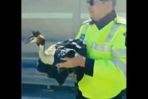 Pui de corcodel salvat de pe autostrada A3 de un poliţist (VIDEO)