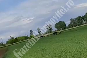 ODOBEȘTI: Caii unor romi, îndestulaţi pe terenurile cultivate cu grâu de localnici