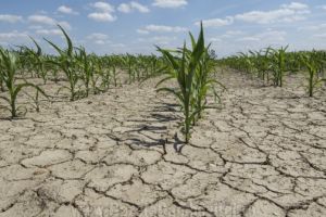 Se vor evalua efectele secetei şi pentru agricultorii din Butimanu, Morteni şi Produleşti