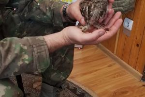FOTO Bufniţă salvată de locţiitorul garnizoanei militare din Botoşani