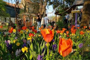 Florărie, pianină şi birocraţie