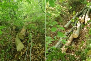 FOTO: Căruţaş din Gura Râului, prins la furat de lemne – S-a ales cu dosar penal
