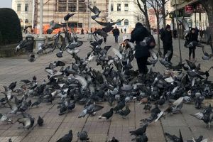 Danyflor adună şi cadavrele de animale din Timişoara. Multe pisici şi porumbei morţi în ultima perioadă