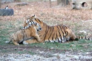 GRĂDINA ZOOLOGICĂ PITEŞTI SE REDESCHIDE