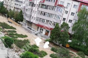 TÂRGOVIȘTE: Mai multe tuia au fost tăiate în scuarul primăriei. Reacţia oamenilor şi a autorităţilor