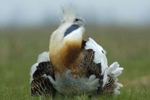 Dropia, cea mai mare pasăre din Europa, văzută după 13 ani de căutări în România
