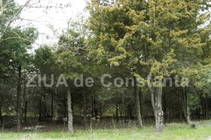 Au reinceput taierile in Padurea Comorova. Ministrii  Mediului si Economiei, interpelati pe acest subiect de deputatul USR, Stelian Ion (document) 