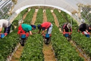 Agricultorii italieni cer activarea coridoarelor verzi pentru sezonierii români