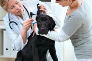 15 Mai: Ziua Naţională a Medicului Veterinar