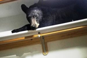 Ursul a intrat în pivniţa unei case din Băile Tuşnad. Animalul a spart un geam pentru a putea pătrunde în interior