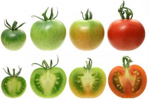 Dezvăluire şocantă! Cum sunt COAPTE roşiile din supermarketuri peste noapte