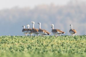 Dropia, o pasăre dispărută din fauna României de 30 de ani, a reapărut lângă Salonta (FOTO / VIDEO)