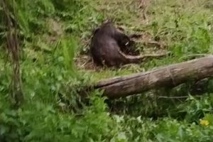 Bărbaţi din Braşov, acuzaţi de braconaj